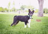 Pippi Longstockings