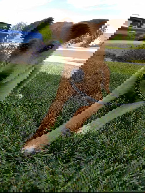 Luya