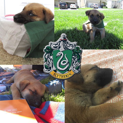 Slytherin