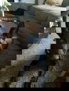 Davola