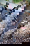 Davola