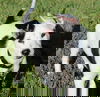 Jarold