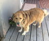 Louie Bear