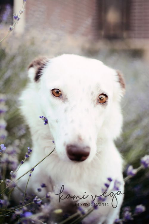 Doppler, Tri-Paw of Love