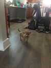Mr Chubs