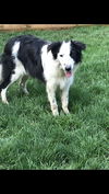 Corty