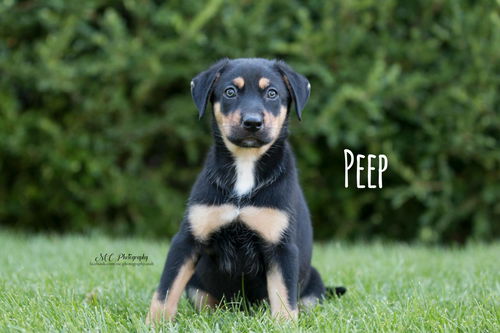 Peep