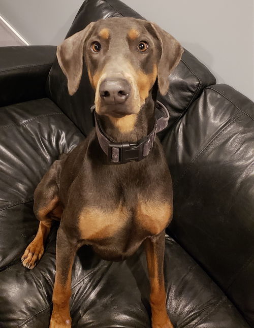 Kima