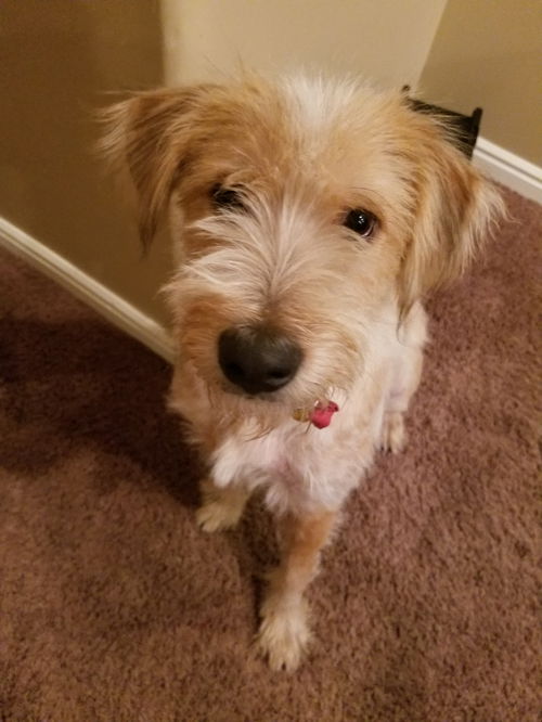 Linkin Bark