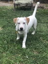 Vella