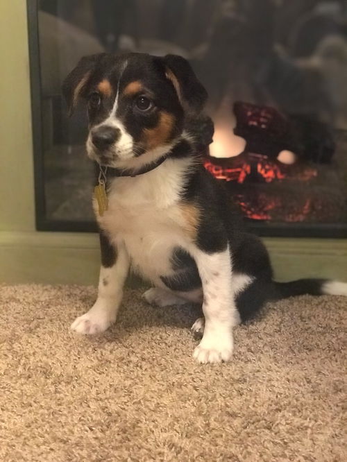 Phoebe