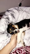 Phoebe