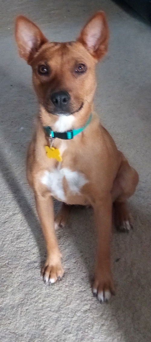 Teesa