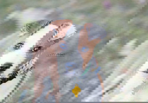 Dust