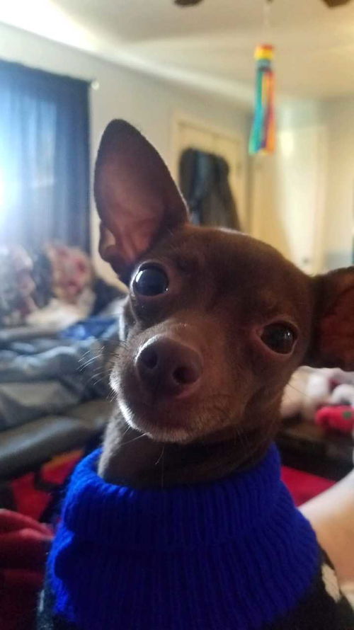 Tiny Brown Dog