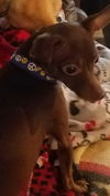 Tiny Brown Dog
