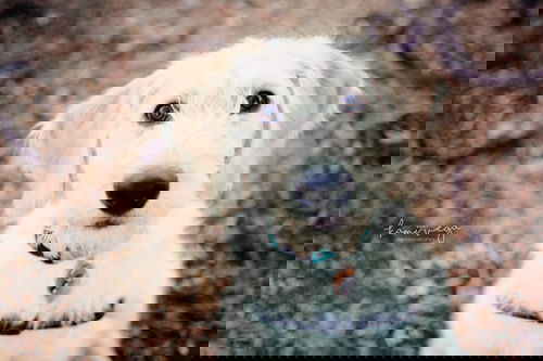 Flokie