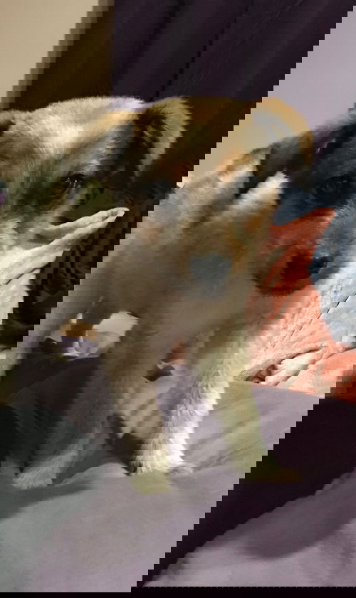 Rainer
