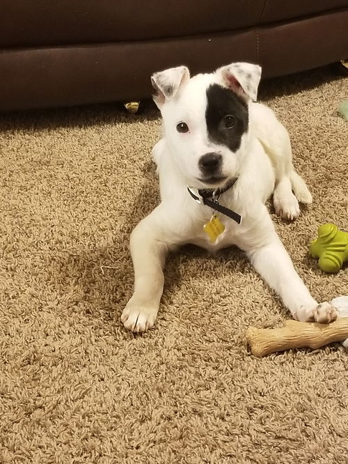Leela