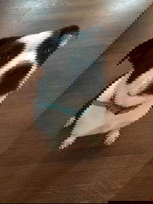 Speziata
