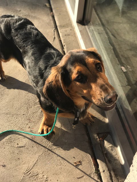 Griselda