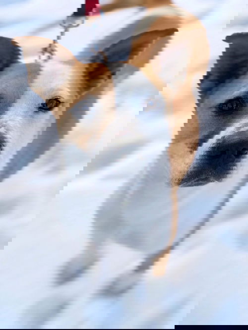 Adira