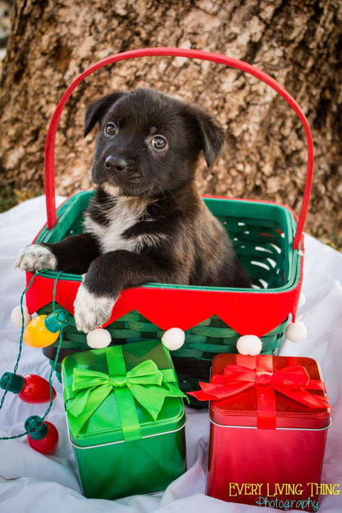 Bojinglebells