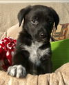 Bojinglebells