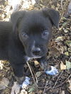 Pitter Paws
