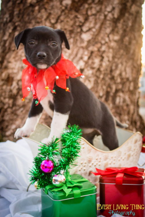 Puppermint
