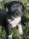 Puppermint