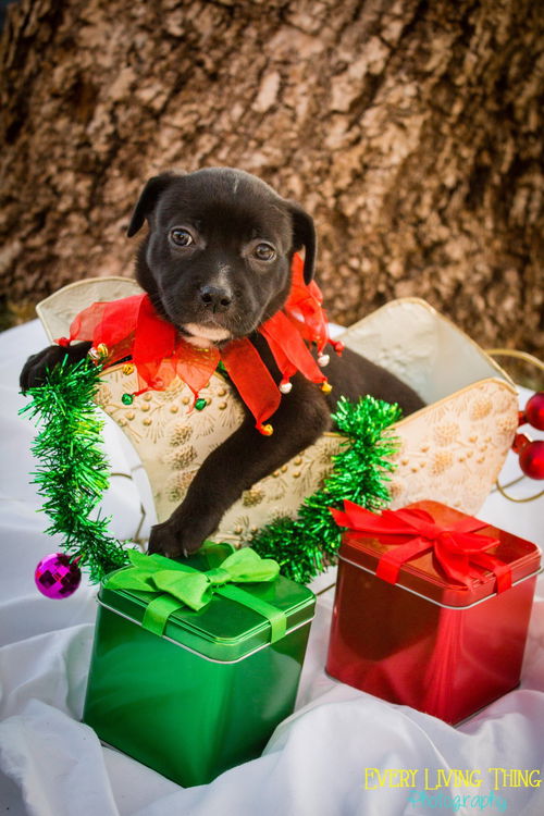 Sugar Pupperina