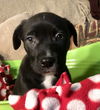 Sugar Pupperina