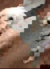 Cotija