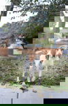 Hazel Hound