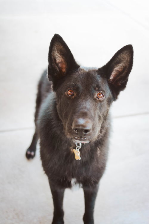 Padfoot