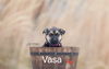 Vasa