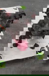 Akua