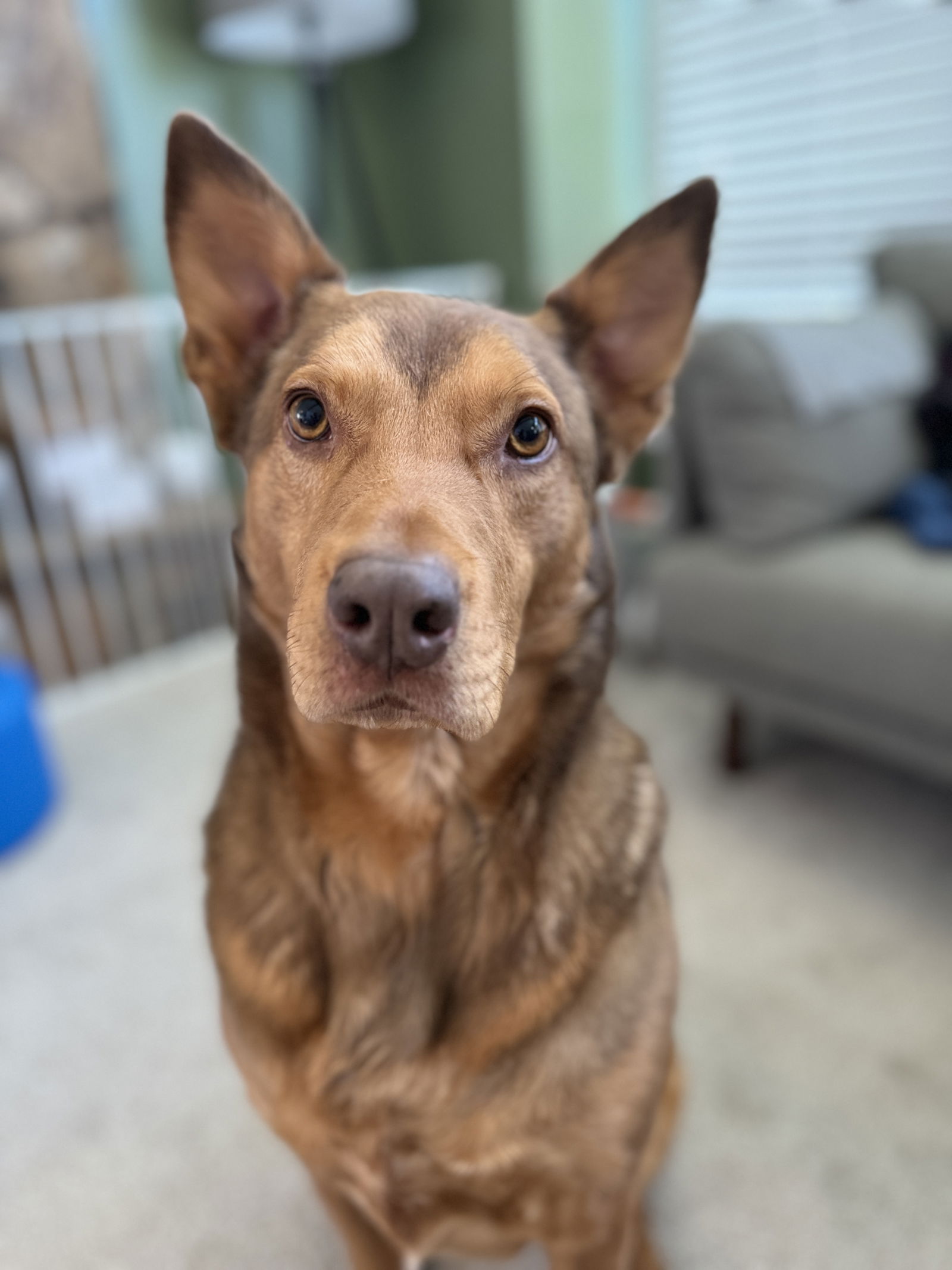 adoptable Dog in Sandy, UT named Caramel Macciato