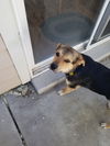 Pookie Bear