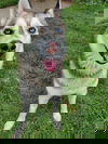 Shavano
