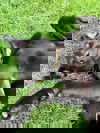 Bida