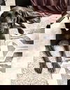 Bida