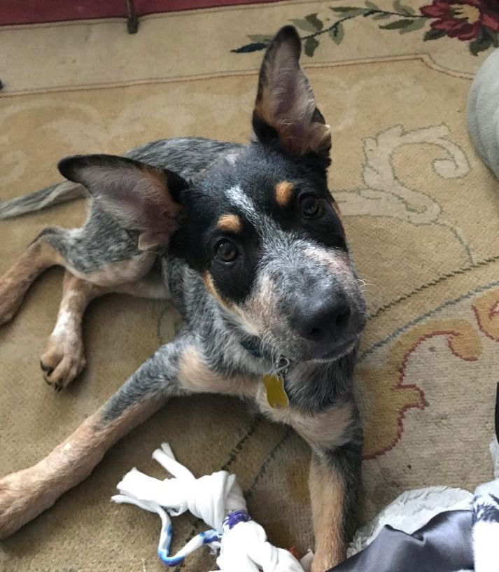 5 month old fashion australian cattle dog