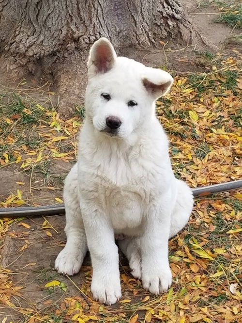 Nanuq