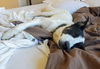 Oreo Bandit