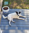Oreo Bandit