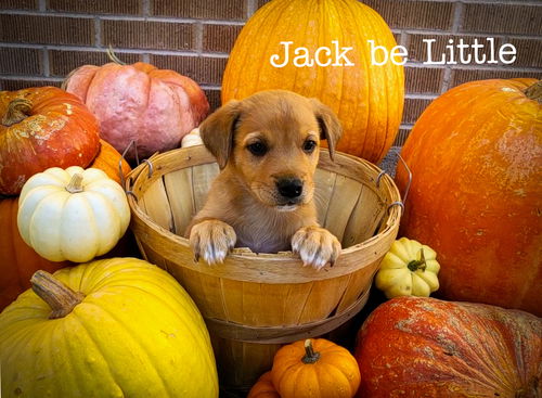 Jack-be-little