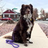 Jazzper - Photo 1