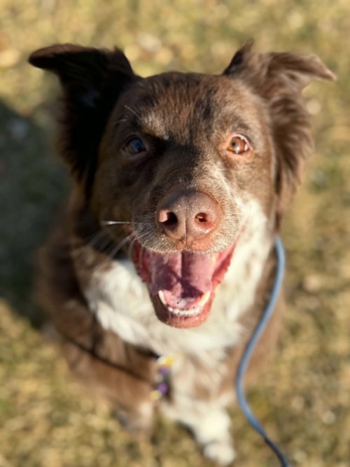 Jazzper, an adoptable Australian Cattle Dog in Sandy, UT